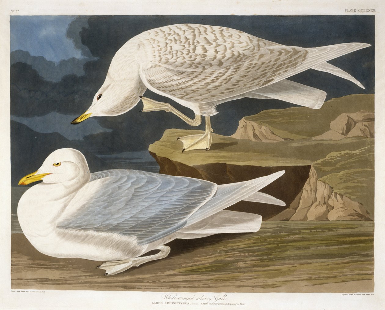 White-Winged Silvery Gull, gravert av Robert Havell, Jr. (1793-1878), 1835 (håndfarget gravering) av John James after Audubon