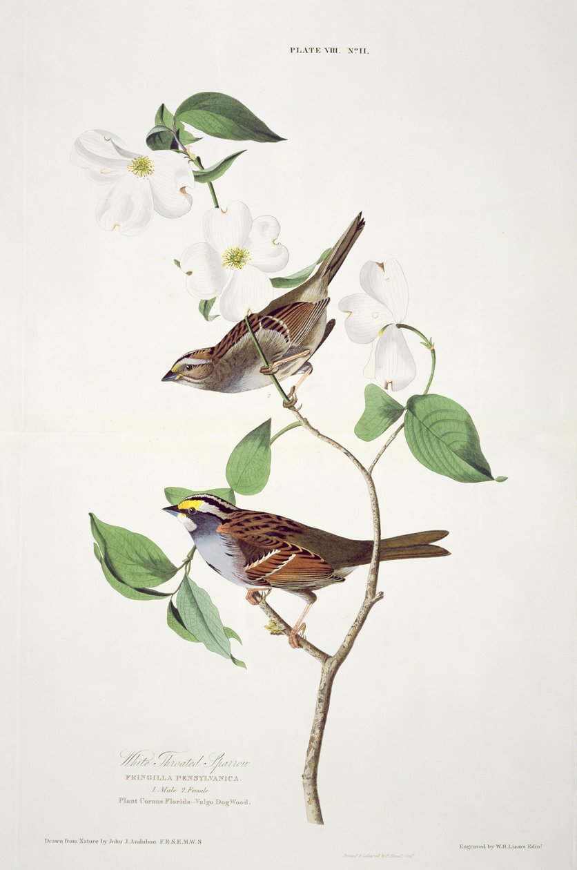 White Throated Sparrow, fra Birds of America, gravert av Robert Havell (1793-1878) av John James after Audubon