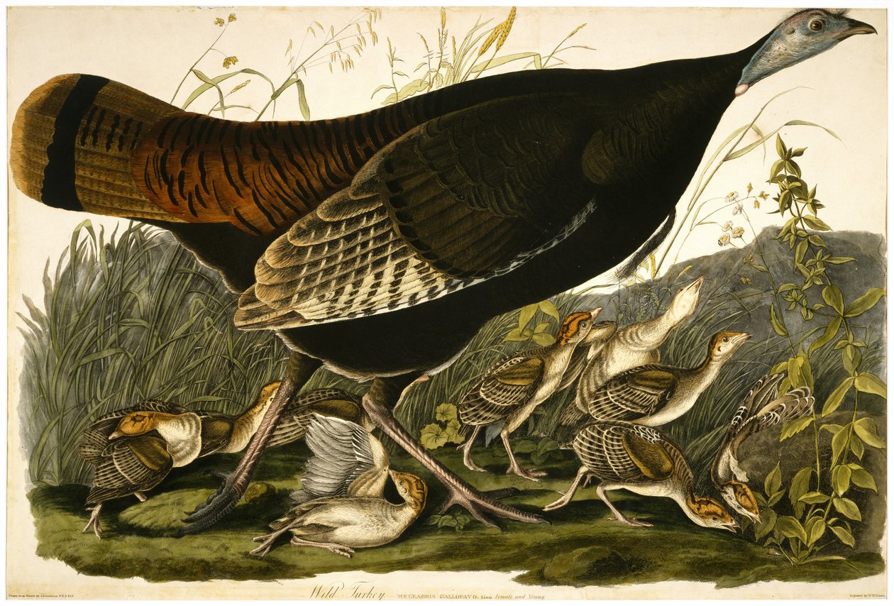 Wild Turkey, gravert av William Home Lizars (1788-1859) c.1827-32 (håndfarget akvatint på vevd papir) av John James after Audubon