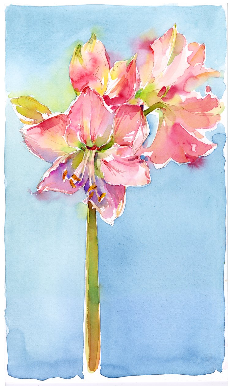 Amaryllis med aqua bakgrunn, 2015, (akvarell) av John Keeling
