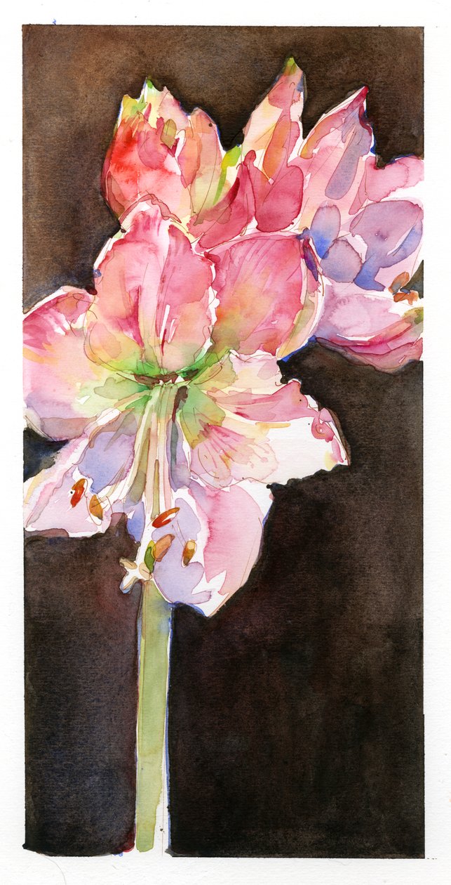 Amaryllis med brun bakgrunn, 2015, (akvarell) av John Keeling