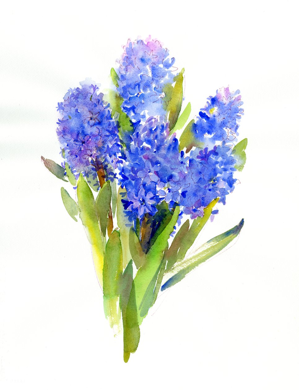 Blue Hyacinth, 2014, (akvarell) av John Keeling