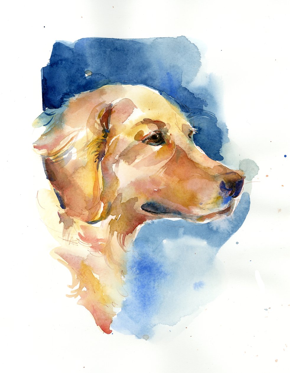 Golden Retriever, 2015, (akvarell) av John Keeling