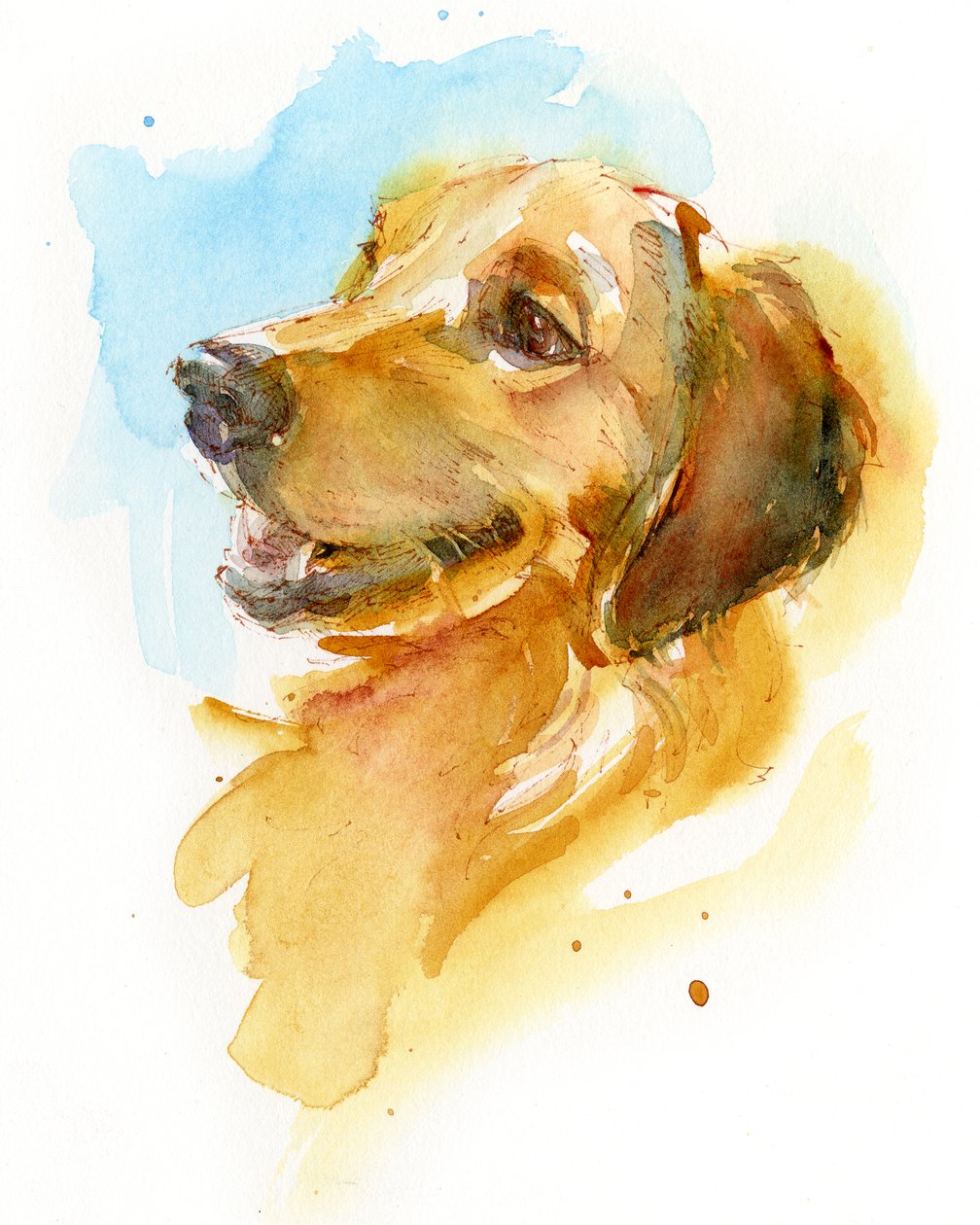Golden Retriever, 2017, (akvarell) av John Keeling