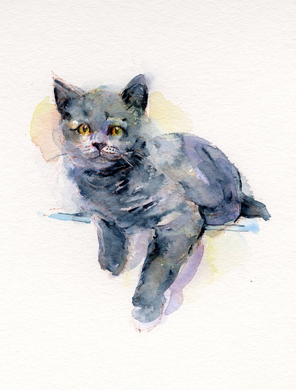 Grå kattunge, 2017, (akvarell) av John Keeling