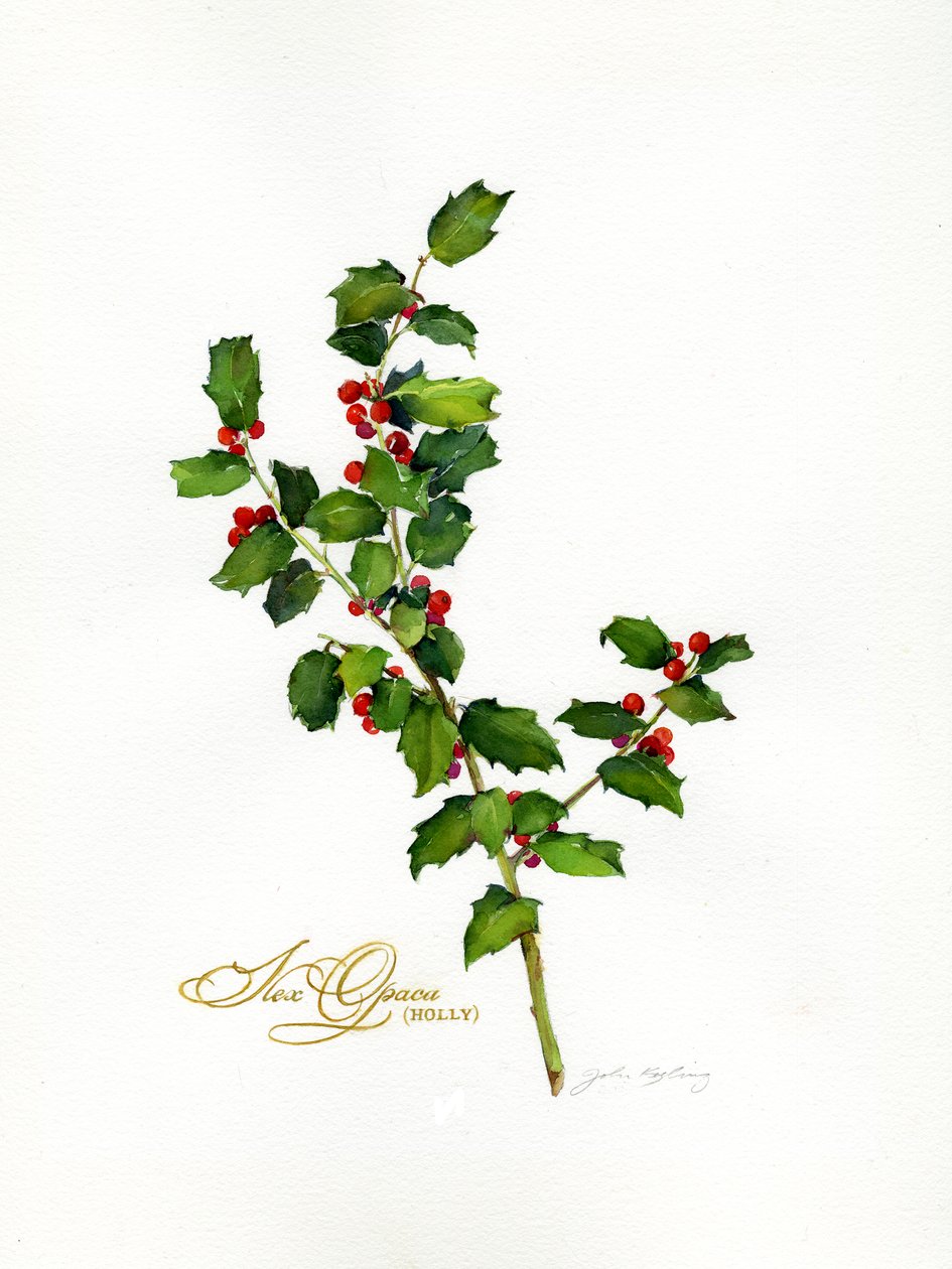 Holly botanical, 2013, (akvarell) av John Keeling