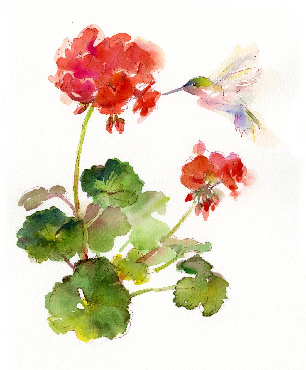 Hummingbird with Geranium, 2015, (akvarell) av John Keeling