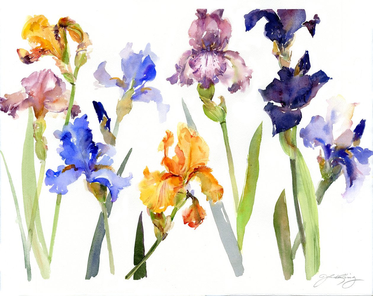 Iris, 2014, (akvarell) av John Keeling