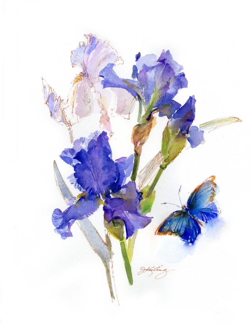Iris med blå sommerfugl, 2016, (akvarell) av John Keeling