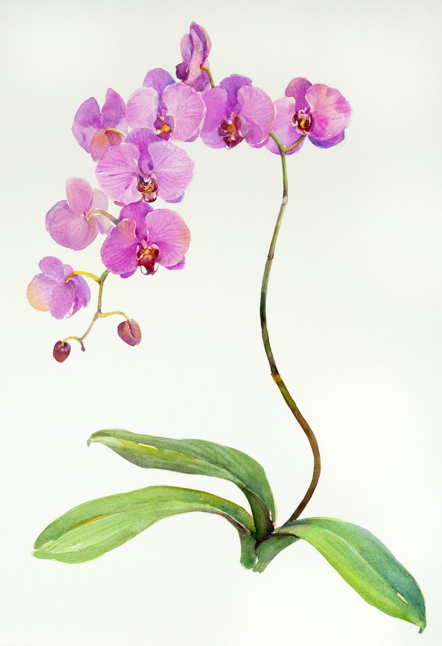 Orchid botanical, 2013, (akvarell) av John Keeling