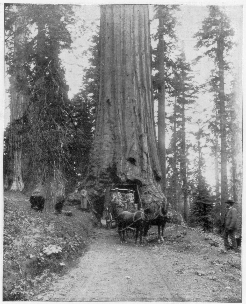 Veien går gjennom en Giant Sequoia, Mariposa Grove, Wawona, California, sent på 1800-tallet av John L. Stoddard