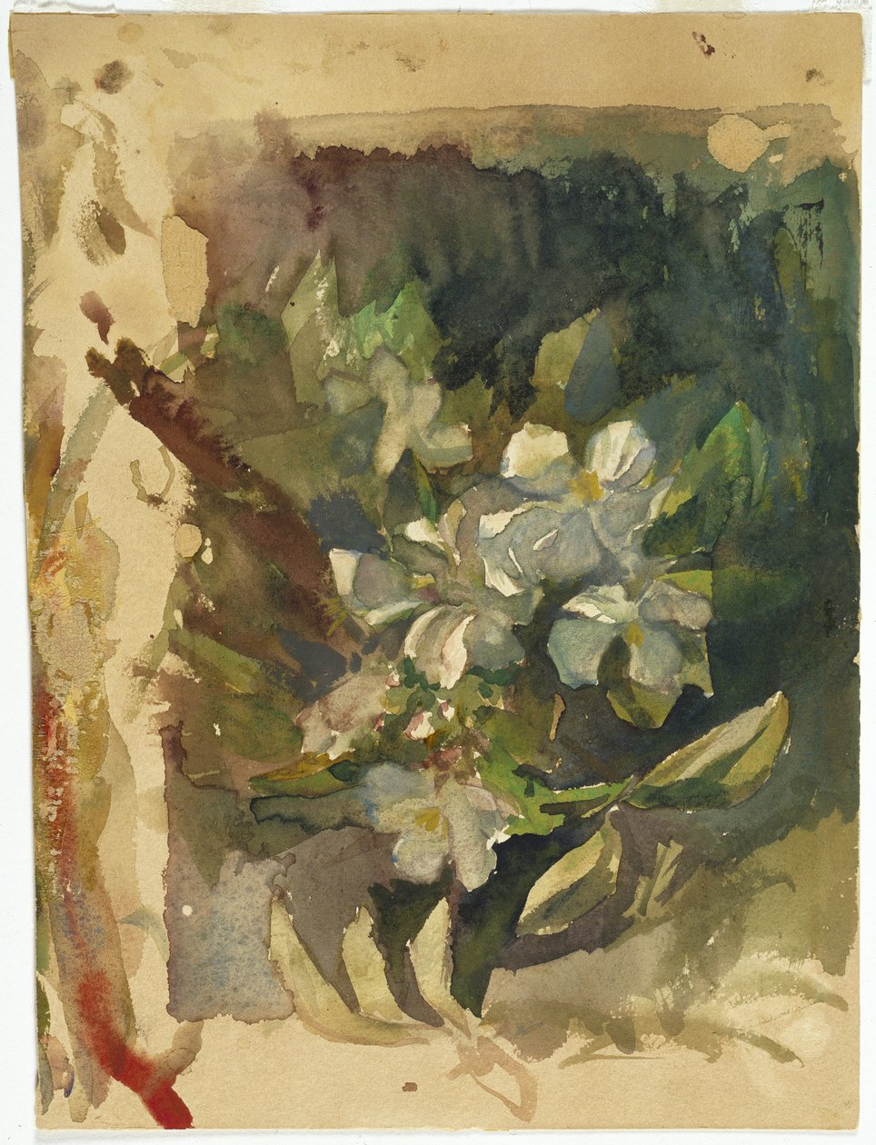 Epleblomstrer i sollys (wc på papir) av John La Farge or Lafarge