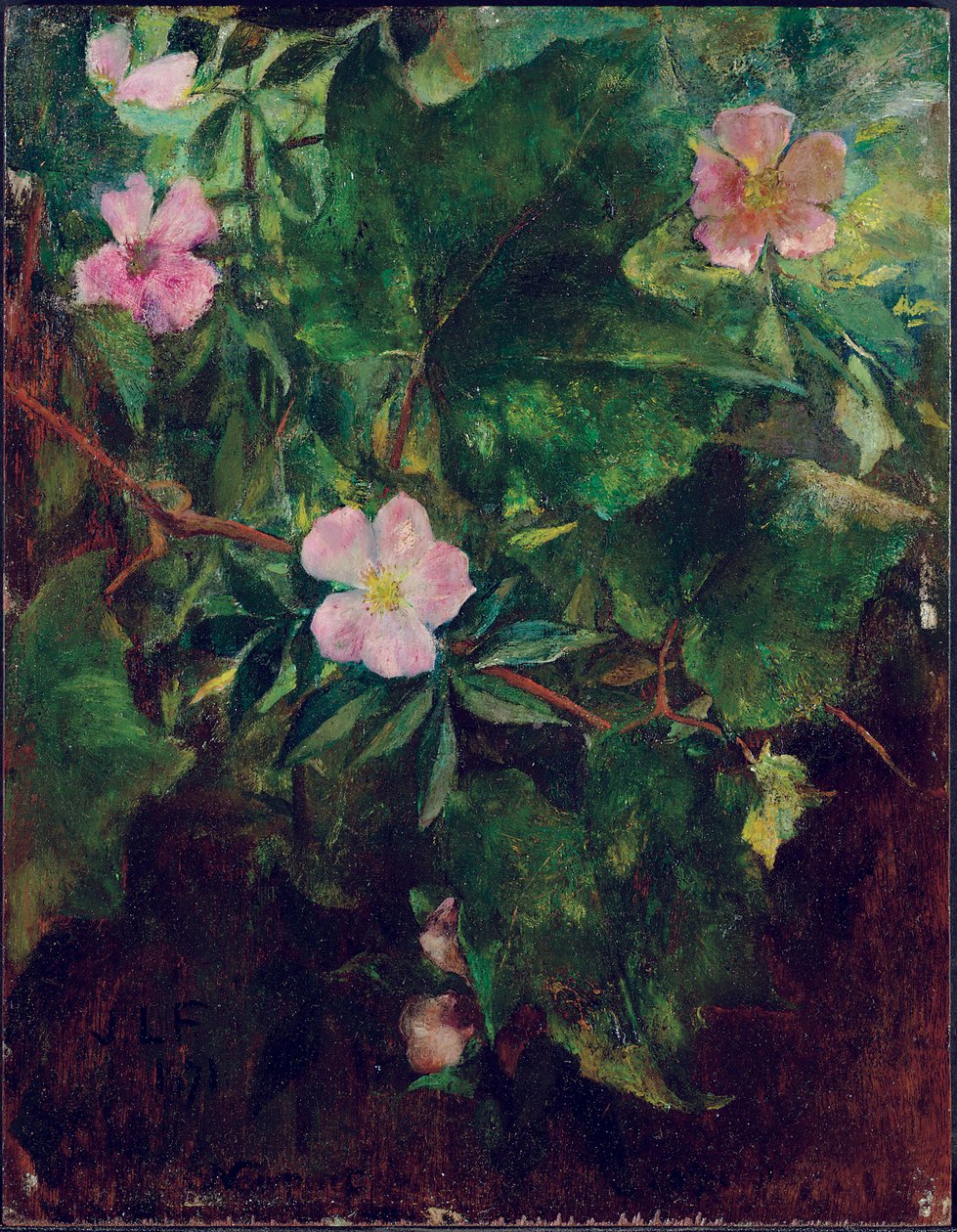 Wild Rose and Grape Vine, Study From Nature, 1871 av John La Farge or Lafarge