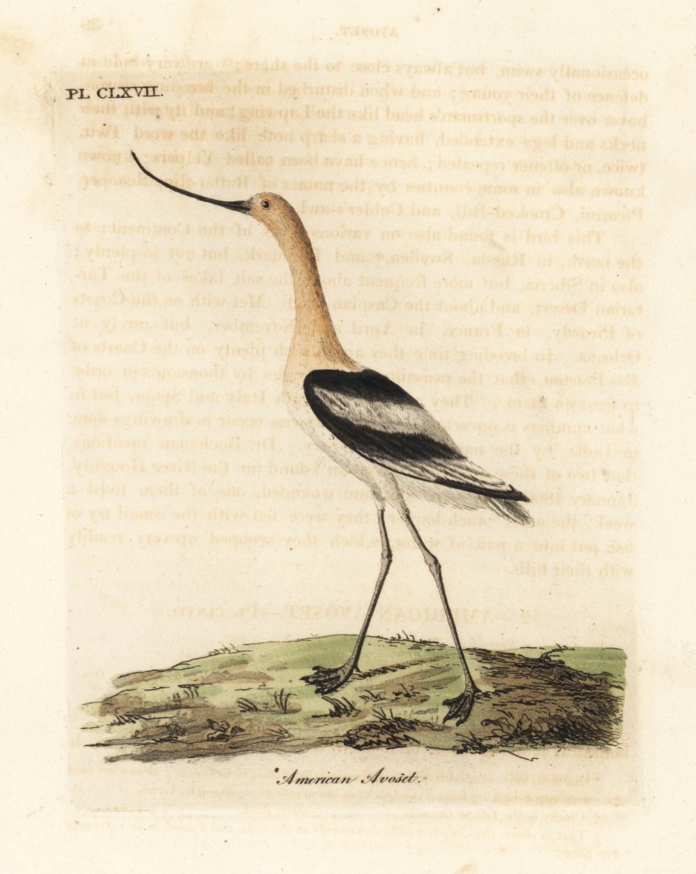 Amerikansk avocet, Recurvirostra americana. Håndfarget kobberplate tegnet og gravert av John Latham fra hans egen A General History of Birds, Winchester av John Latham