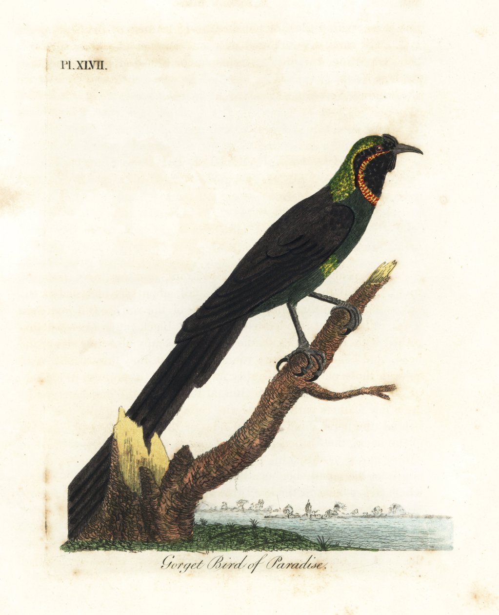 Arfak astrapia, Astrapia nigra (Gorget paradisfugl, Paradisea gularis). Håndfarget kobberplate tegnet og gravert av John Latham fra hans egen A General History of Birds, Winchester av John Latham