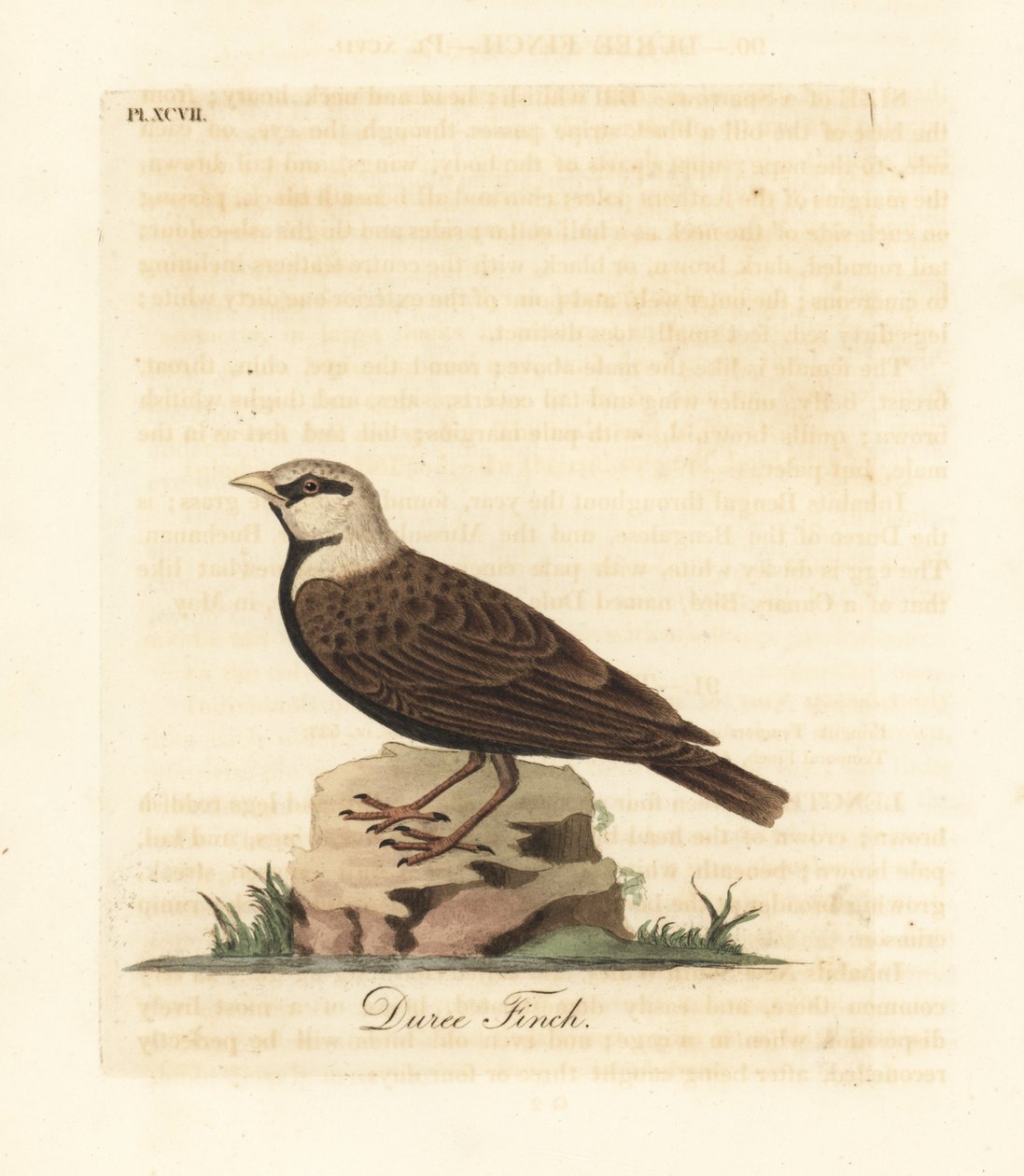 Askkronet spurve-lerke, Ereopterix griseus (Duree fink, Emberiza gingica). Håndfarget kobberplate tegnet og gravert av John Latham fra hans egen A General History of Birds, Winchester av John Latham