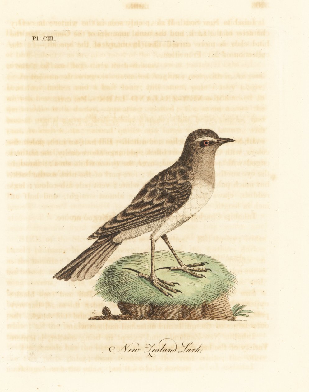 Australasisk piper, Anthus novaeseelandiae (New Zealand lerke, Alauda novae zealandiae). Håndfarget kobberplate tegnet og gravert av John Latham fra hans egen A General History of Birds, Winchester av John Latham