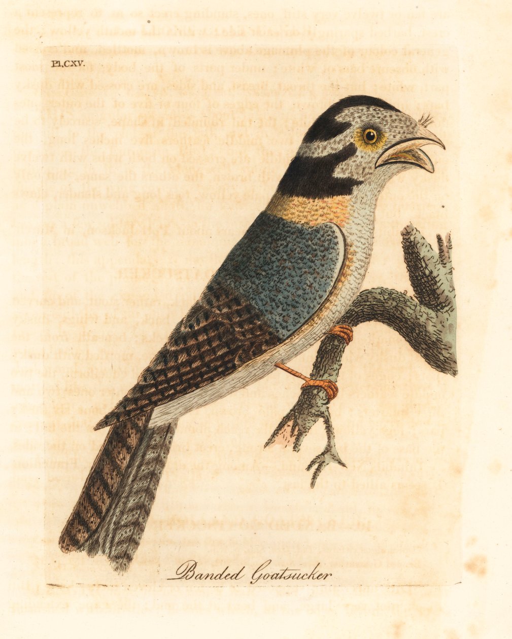 Australsk uglenattsvine, Aegotheles cristatus eller gulbrun froskemunn, Podargus strigoides? (Banded goatsucker, Caprimulgus vittatus.) Håndfarget kobberplate tegnet og gravert av John Latham fra hans egen A General History of Birds, Winchester av John Latham