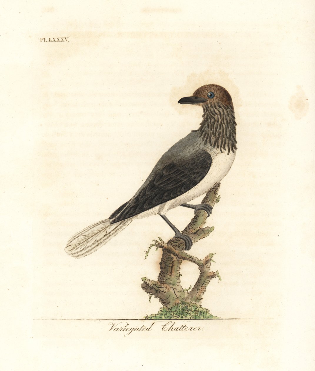 Skjeggklokke, Procnias averano (Variegated chatterer, Ampelis variegata). Håndfarget kobberplate tegnet og gravert av John Latham fra hans egen A General History of Birds, Winchester av John Latham