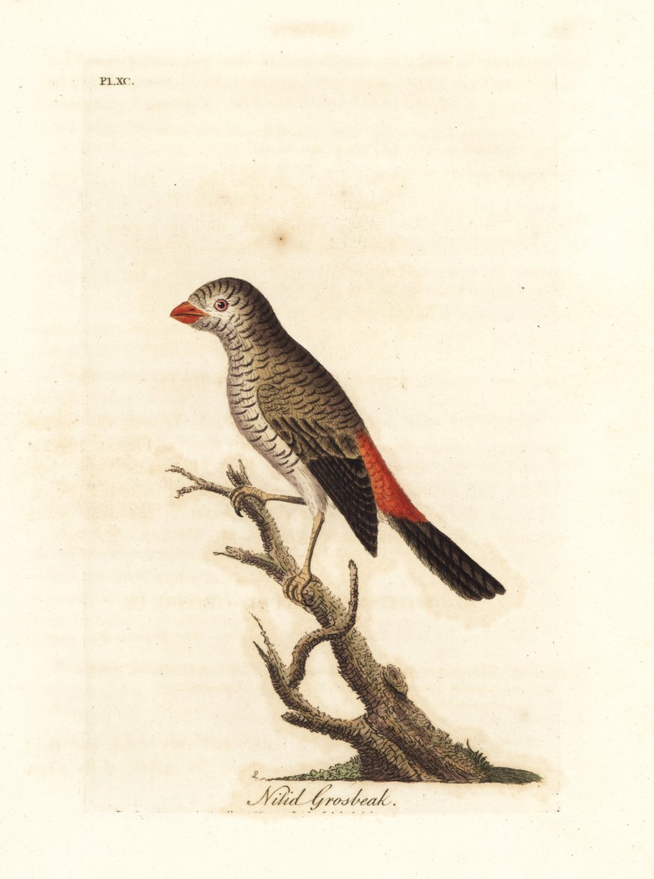 Vakker ildhale, Stagonopleura bella (Nitid grosbeak, Loxia nitida). Håndfarget kobberplate tegnet og gravert av John Latham fra hans egen A General History of Birds, Winchester av John Latham