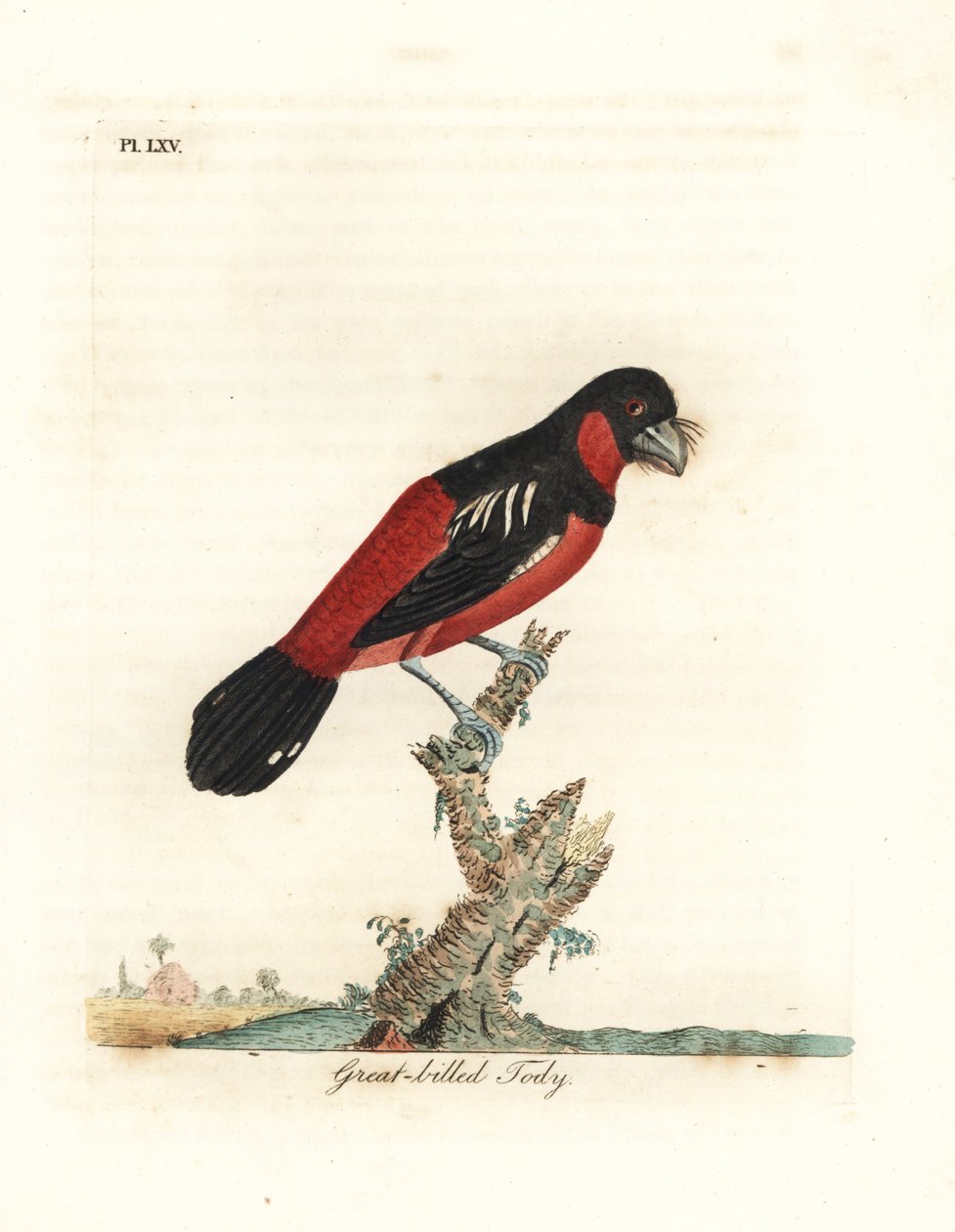 Svart-rød brednebb, Cymbirhynchus macrorhynchos (stornebbtody, Todus nasutus). Håndfarget kobberplate tegnet og gravert av John Latham fra hans egen A General History of Birds, Winchester av John Latham