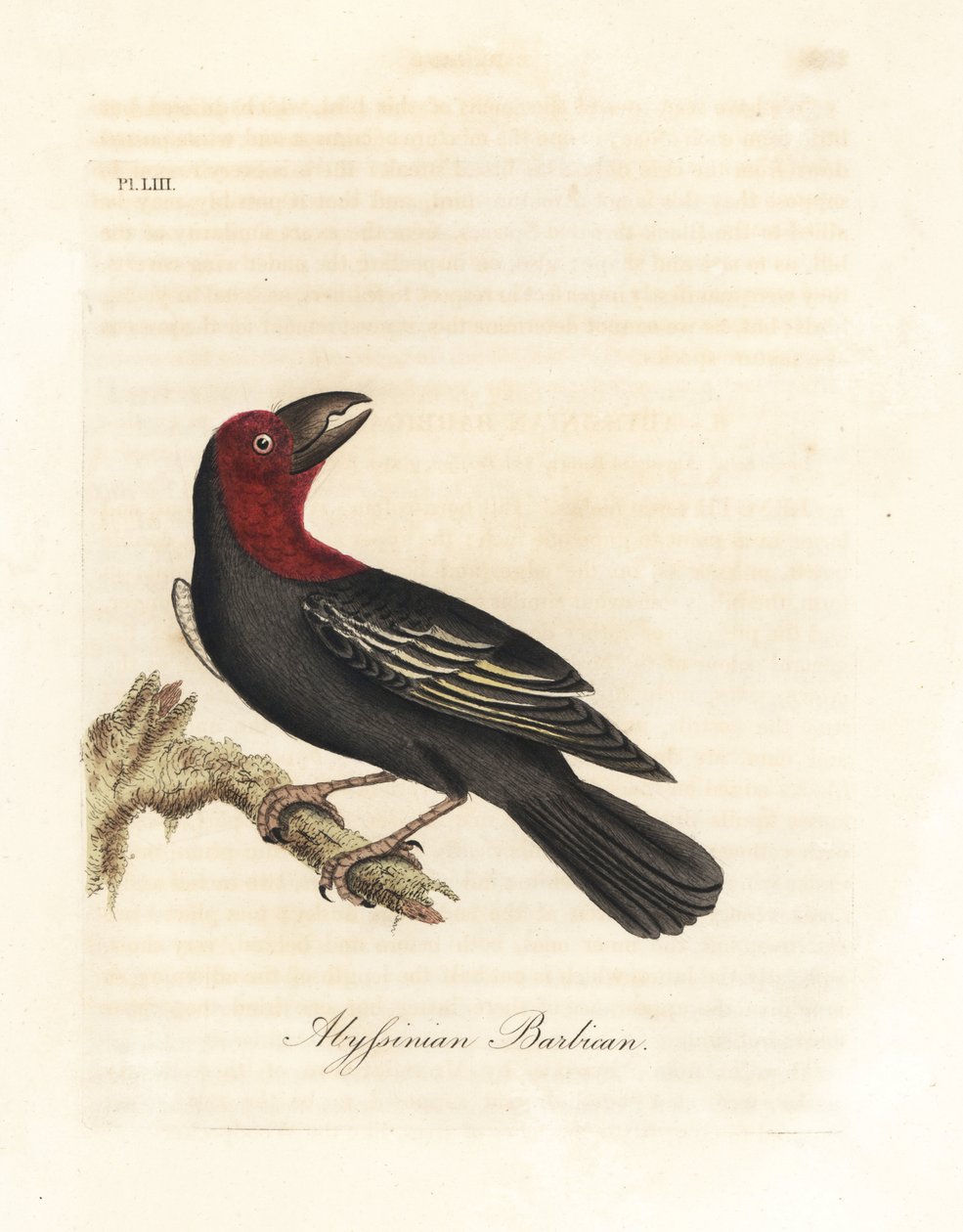 Svartnebbbarbet, Lybius guifsobalito (Abyssinian barbican, Bucco saltii). Håndfarget kobberplate tegnet og gravert av John Latham fra hans egen A General History of Birds, Winchester av John Latham