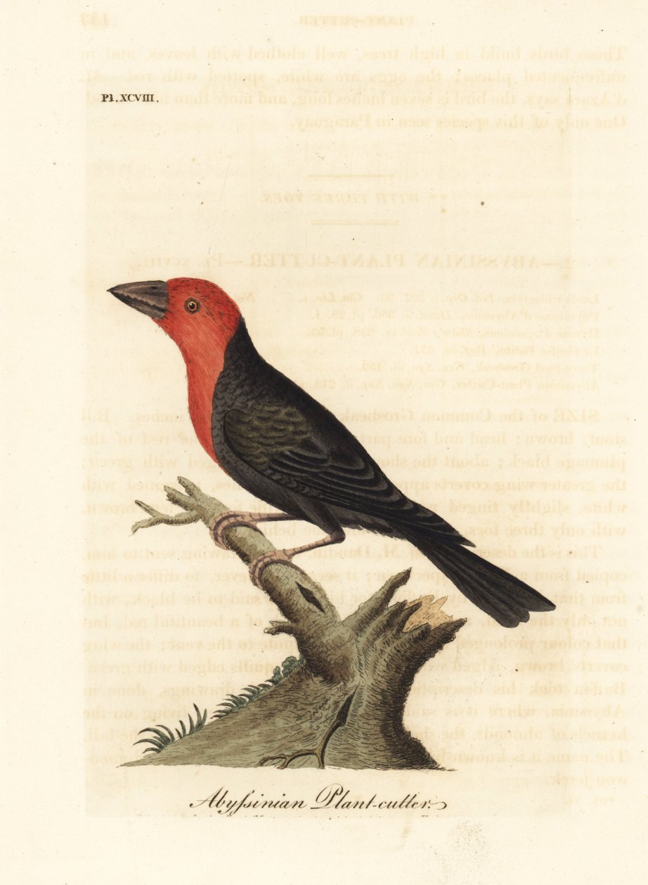 Svartnebbbarbet, Lybius guifsobalito (Abyssinisk plantekutter, Loxia tridactyla). Håndfarget kobberplate tegnet og gravert av John Latham fra hans egen A General History of Birds, Winchester av John Latham