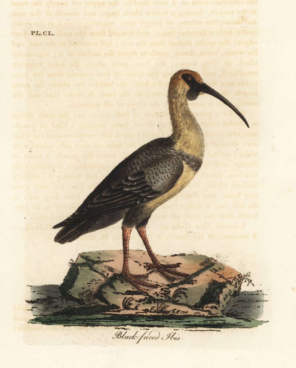 Black-faced ibis, Theristicus melanopis (Tantalus melanops). Håndfarget kobberplate tegnet og gravert av John Latham fra hans egen A General History of Birds, Winchester av John Latham