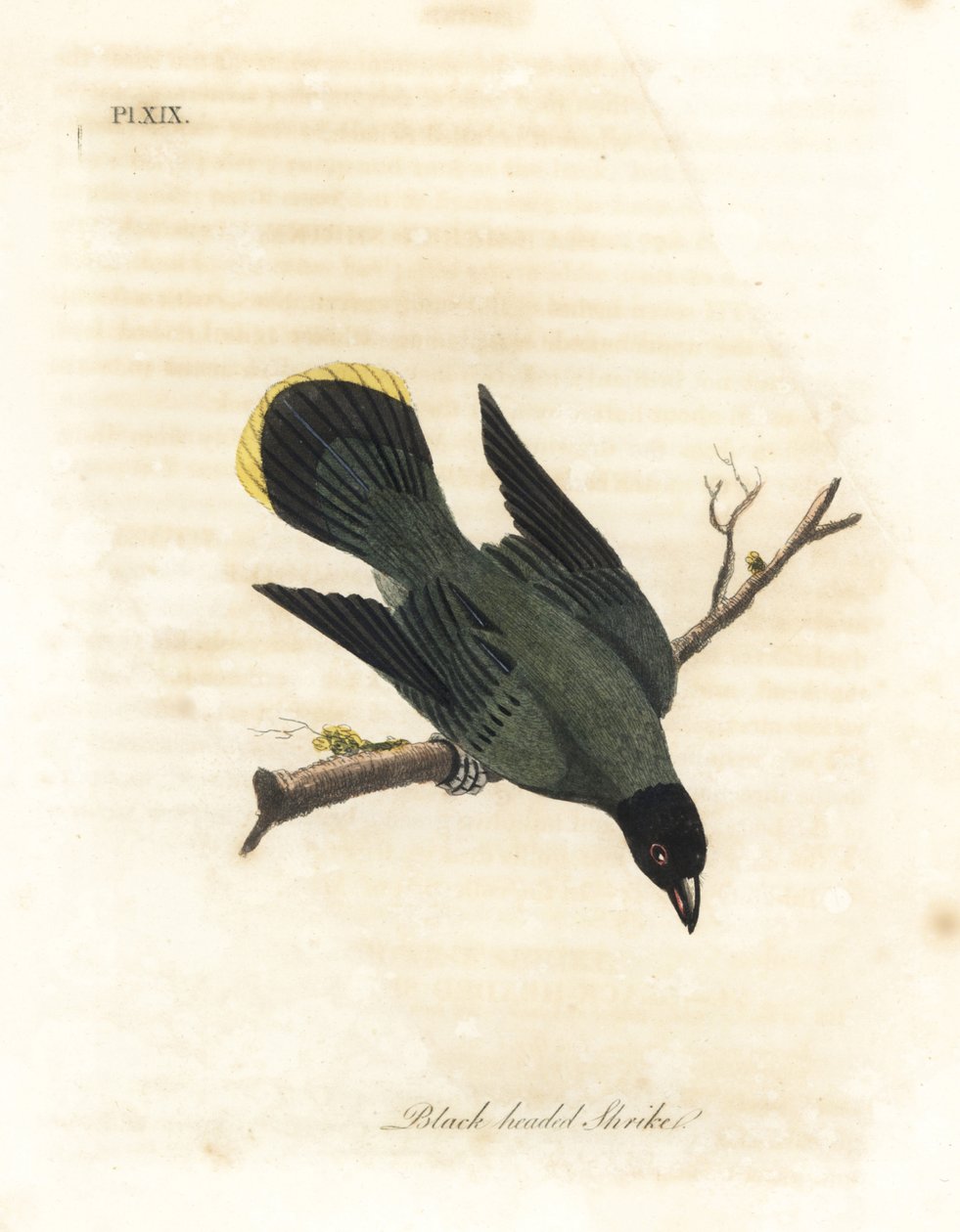 Svarthodet bulbul, Pycnonotus atriceps (Svarthoder, Lanius melanocephalus). Innfødt av Hawaii ifølge Latham, Australia ifølge Shaw. Håndfarget kobberplate tegnet og gravert av John Latham fra hans egen A General History of Birds, Wi av John Latham