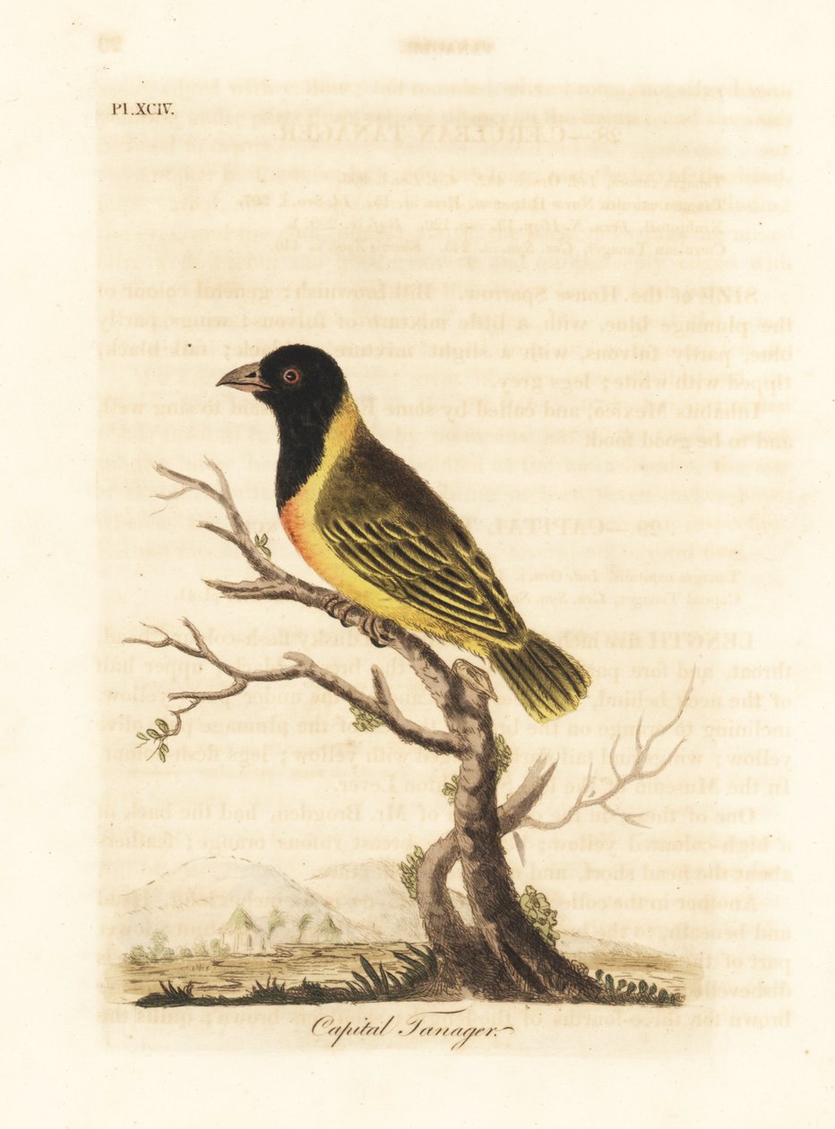 Svarthodet gulkragevever, Ploceus melanocephalus capitalis (Capital tanager, Tanagra capitalis). Håndfarget kobberplate tegnet og gravert av John Latham fra hans egen A General History of Birds, Winchester av John Latham