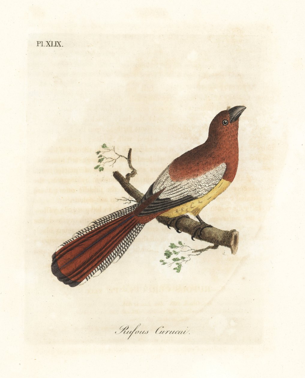 Svartstrupet trogon, Trogon rufus, hunn (Rufous curucui, Trogon rufus). Kopiert fra Martinets illustrasjon av Cayenne for Buffon Coucou a queue rousse. Håndfarget kobberplate tegnet og gravert av John Latham fra hans egen A General History of Bi av John Latham