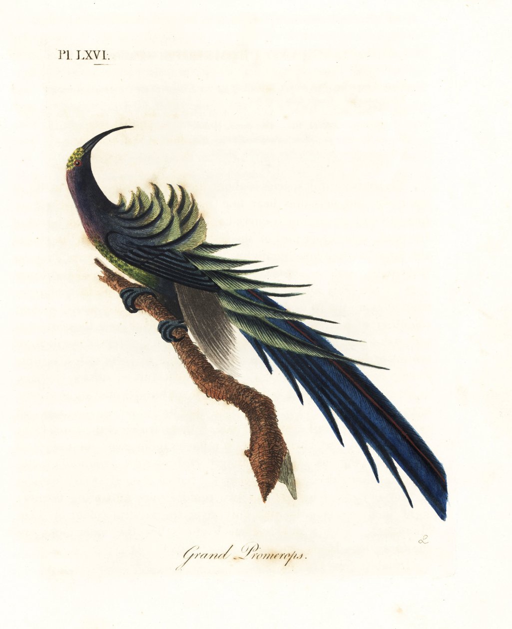 Svart sigdnebb, Epimachus fastosus. Sårbar. (Flott promerops, Upupa superba.) New Guinea. Håndfarget kobberplate tegnet og gravert av John Latham fra hans egen A General History of Birds, Winchester av John Latham