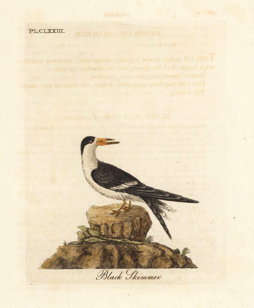Svart skimmer, Rynchops niger (Rhynchops nigra). Håndfarget kobberplate tegnet og gravert av John Latham fra hans egen A General History of Birds, Winchester av John Latham