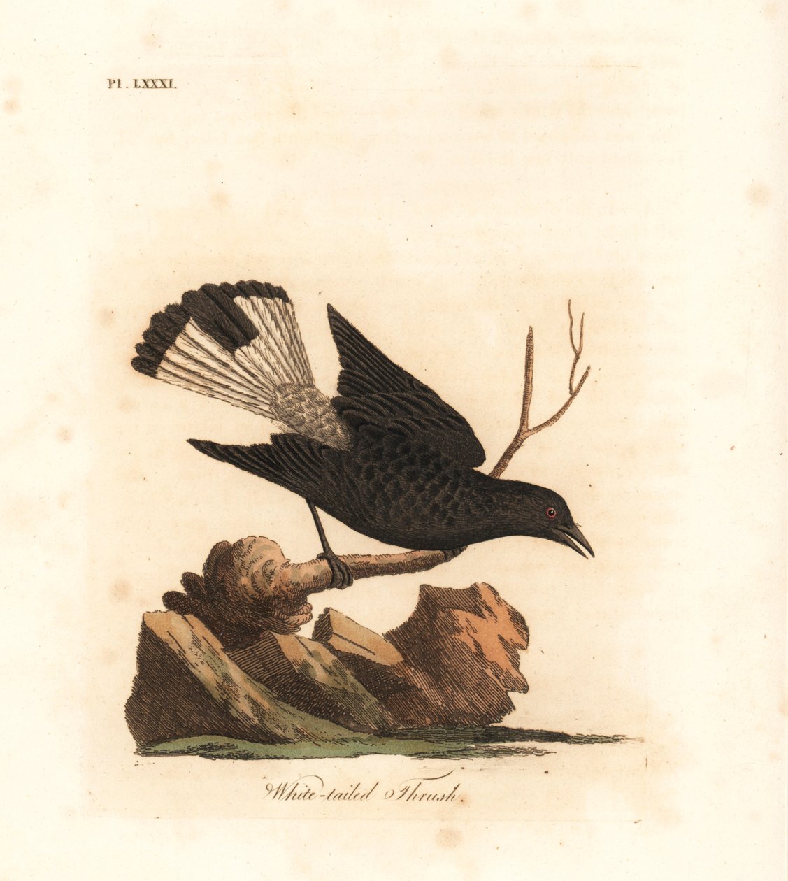 Svart hvete, Oenanthe leucura (Hvithaletrost, Turdus leucurus). Håndfarget kobberplate tegnet og gravert av John Latham fra hans egen A General History of Birds, Winchester av John Latham