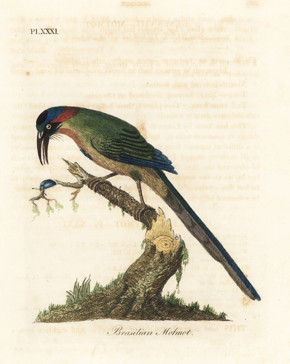 Blåkronet motmot, Momotus momota (brasiliansk motmot, Momotus brasiliensis). Håndfarget kobberplate tegnet og gravert av John Latham fra hans egen A General History of Birds, Winchester av John Latham