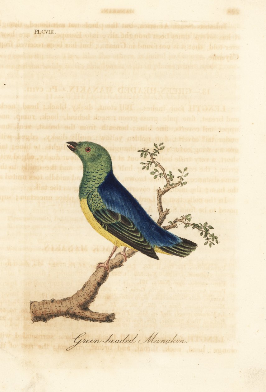 Blånakket chlorophonia, Chlorophonia cyanea (grønnhodet manakin, hjemmehørende i Sør-Amerika). Håndfarget kobberplate tegnet og gravert av John Latham fra hans egen A General History of Birds, Winchester av John Latham