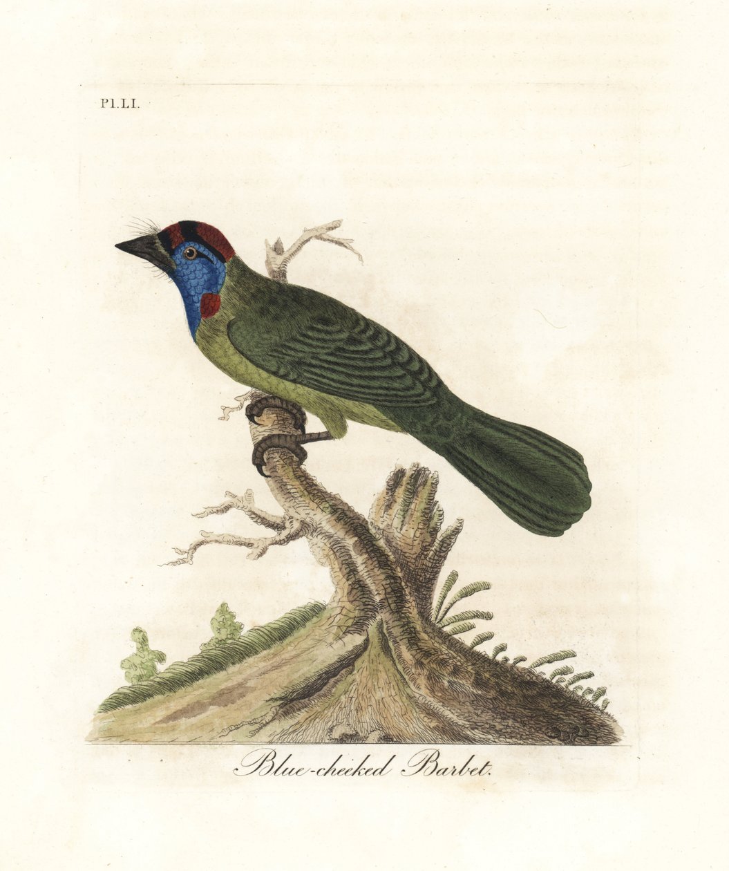 Blåstrupe eller fjellbarbet, Psilopogon asiaticus. (Blåkinn barbet, Trogon asiaticus). Håndfarget kobberplate tegnet og gravert av John Latham fra hans egen A General History of Birds, Winchester av John Latham