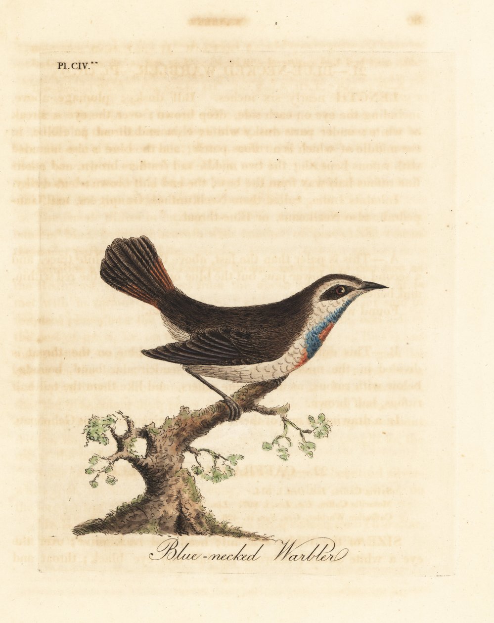 Blåstrupe, Luscinia svecica (Blåhalssanger, også kjent som gunpigera, neelkunthee, gunpedrab i India). Håndfarget kobberplate tegnet og gravert av John Latham fra hans egen A General History of Birds, Winchester av John Latham
