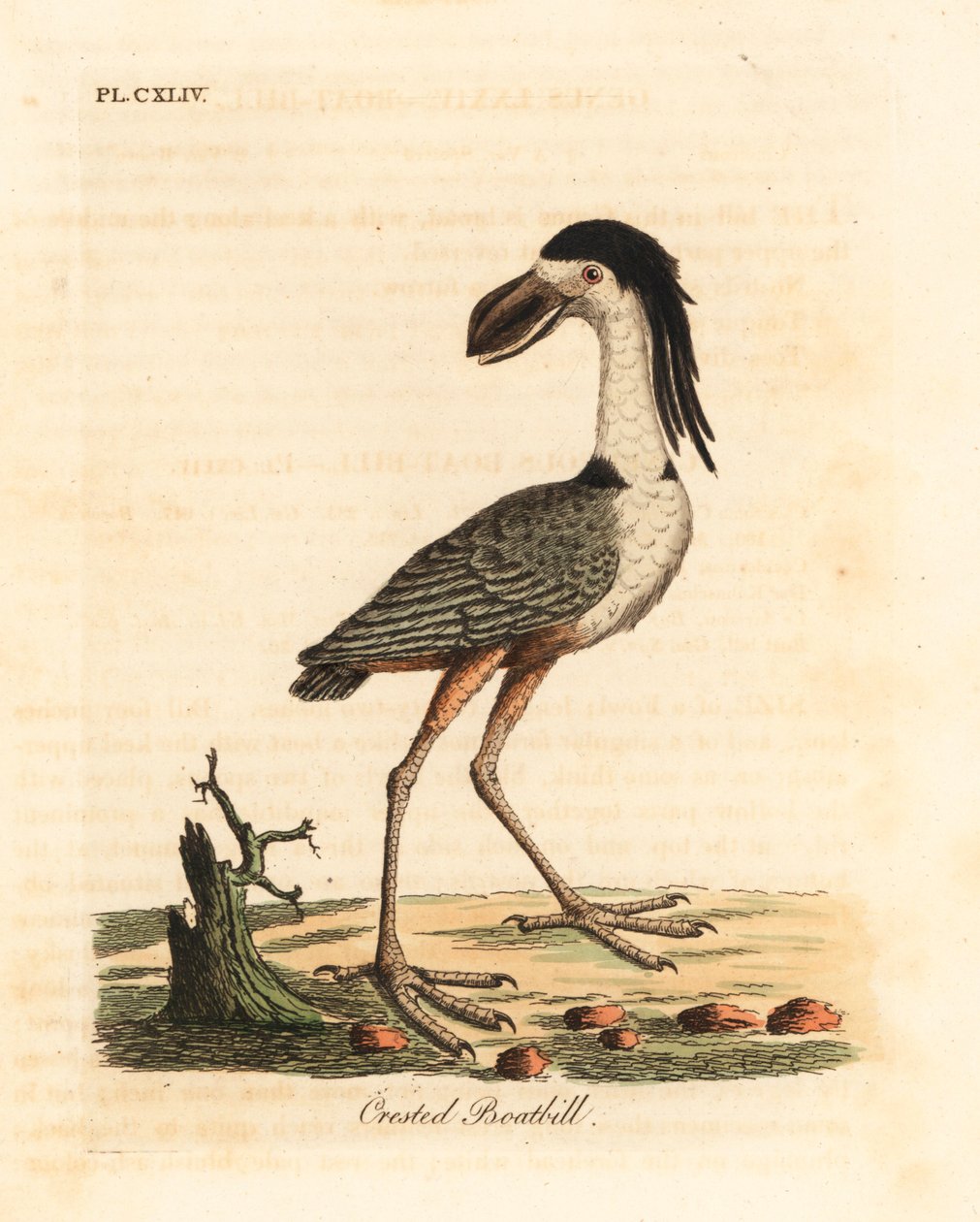 Båtnebbhegre, Cochlearius cochlearius (toppnebb eller kinernebb, Cancroma cochlearia). Håndfarget kobberplate tegnet og gravert av John Latham fra hans egen A General History of Birds, Winchester av John Latham