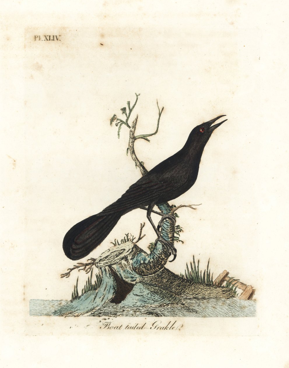 Båthale, Quiscalus major (Båthale, Gracula barita). Håndfarget kobberplate tegnet og gravert av John Latham fra hans egen A General History of Birds, Winchester av John Latham