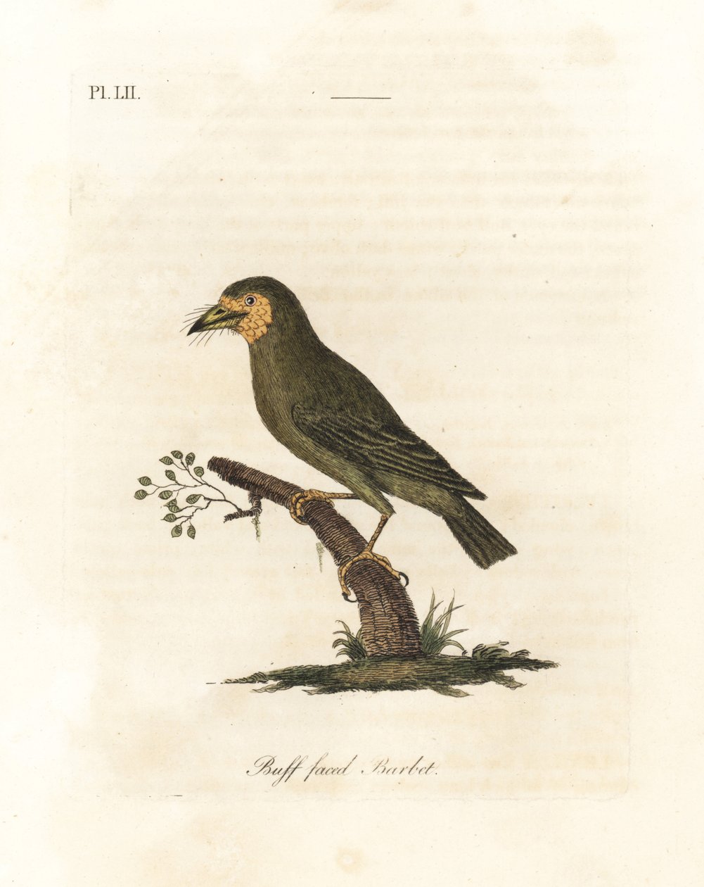 Brunhodet barbet, Megalaima zeylanica? (Buff-faced barbet, Bucco lathami). Fra et eksemplar merket Megalaima lathami i British Museum. Håndfarget kobberplate tegnet og gravert av John Latham fra hans egen A General History of Birds, Winchester av John Latham