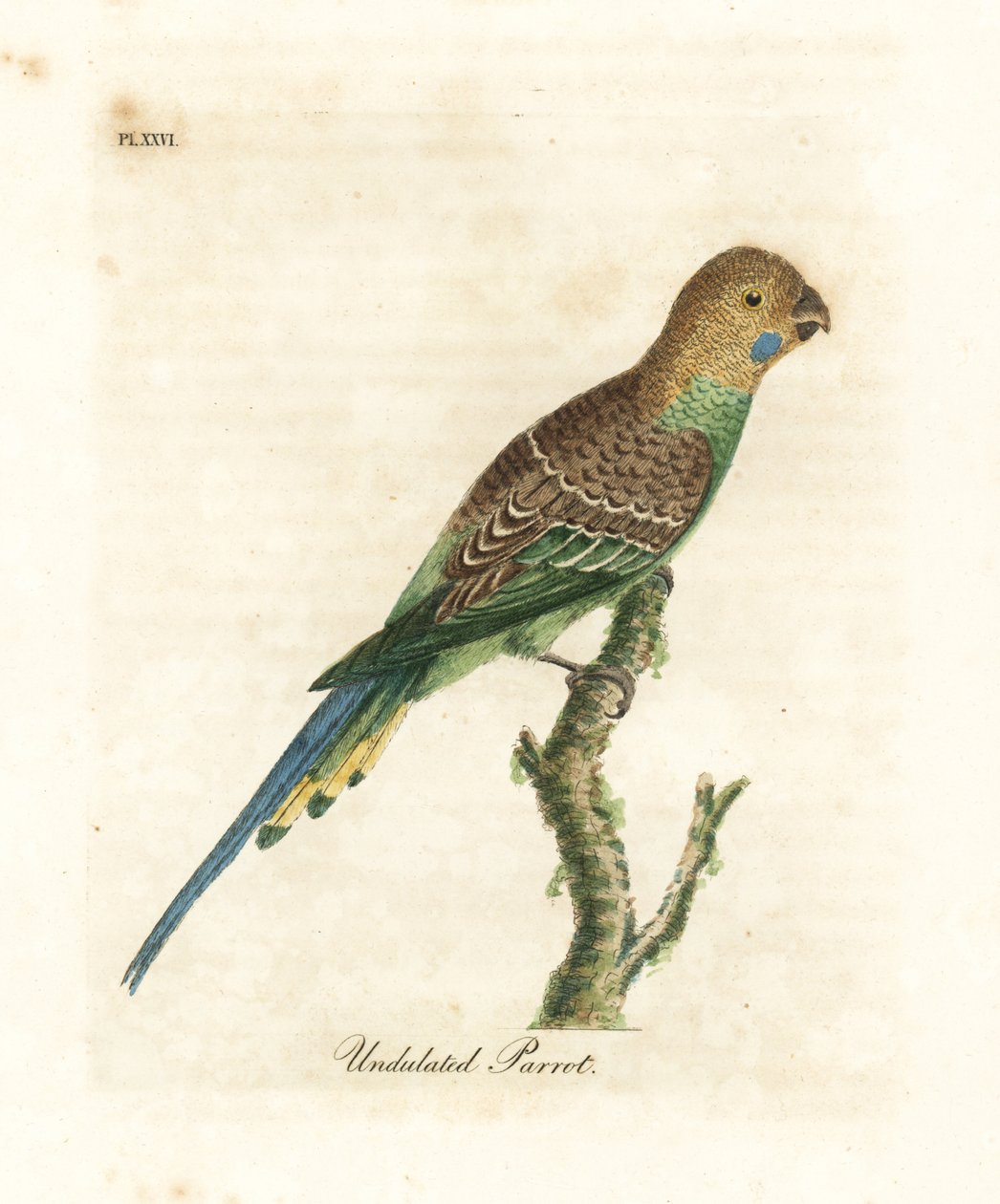 Undulat, Melopsittacus undulatus (Undulert papegøye, Psittacus undulatus). Håndfarget kobberplate tegnet og gravert av John Latham fra hans egen A General History of Birds, Winchester av John Latham