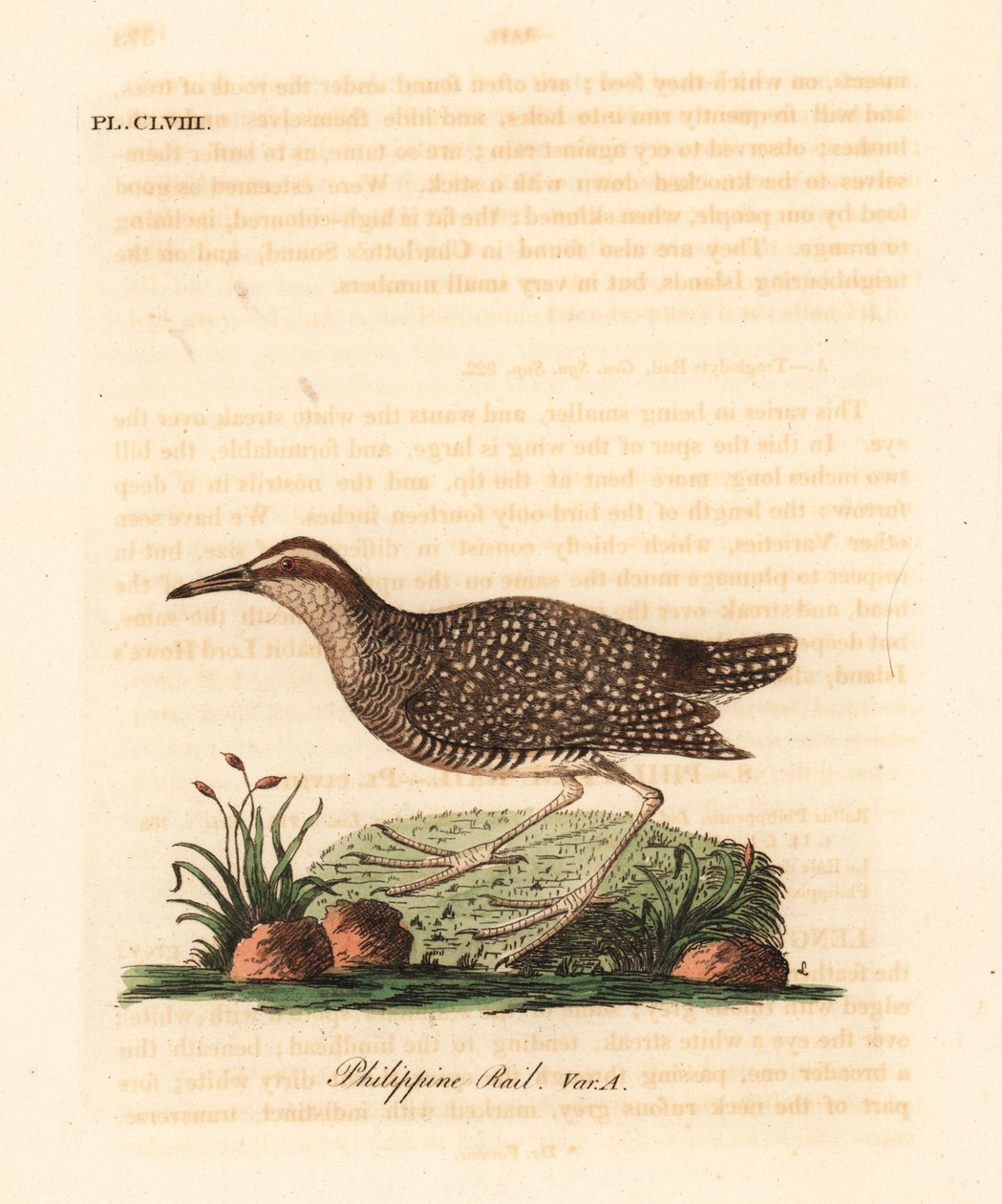Buff-banded rail, Gallirallus philippensis (filippinsk skinne, Rallus philippensis). Håndfarget kobberplate tegnet og gravert av John Latham fra hans egen A General History of Birds, Winchester av John Latham