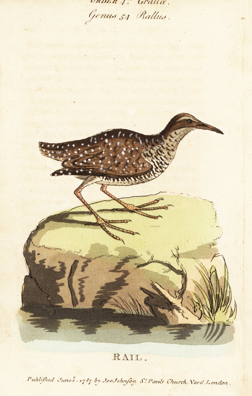 Buff-banded rail, Gallirallus philippensis av John Latham