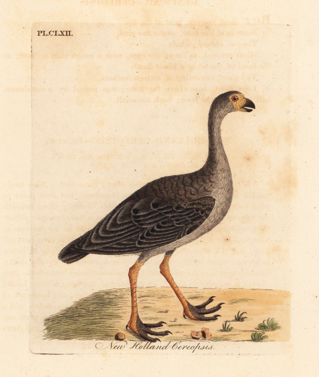 Kapp bargås, Cereopsis novae hollandiae (New Holland cereopsis). Håndfarget kobberplate tegnet og gravert av John Latham fra hans egen A General History of Birds, Winchester av John Latham