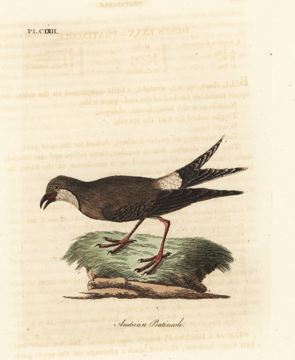 Kragepratincole, Glareola pratincola (østerriksk pratincole, Glareola austriaea). Håndfarget kobberplate tegnet og gravert av John Latham fra hans egen A General History of Birds, Winchester av John Latham