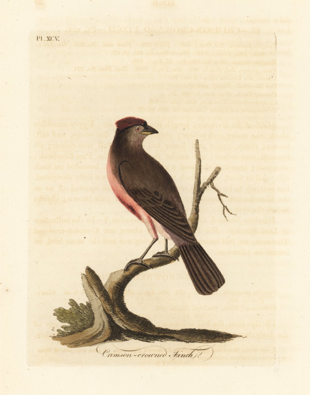 Vanlig rødbarke, Carduelis flammea (Crimson-kronfink, Fringilla flammea). Håndfarget kobberplate tegnet og gravert av John Latham fra hans egen A General History of Birds, Winchester av John Latham