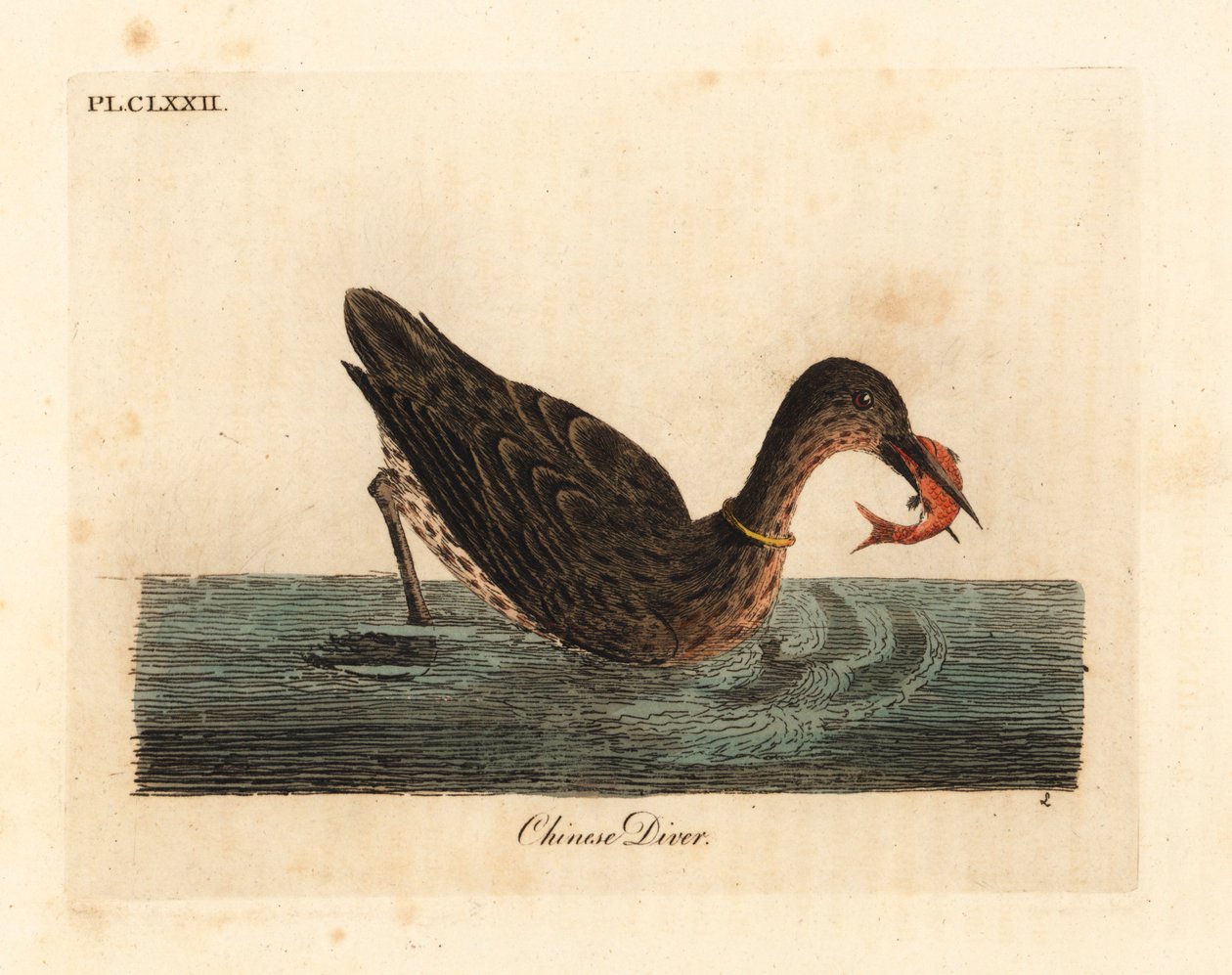 Skarv brukt til fiske i Asia, kanskje en storskarv, Phalacrocorax carbo, eller japansk skarv, Phalacrocorax capillatus. (Kinesisk dykker, Colymbus sinensis.) Håndfarget kobberplate tegnet og gravert av John Latham fra hans egen A General Histo av John Latham