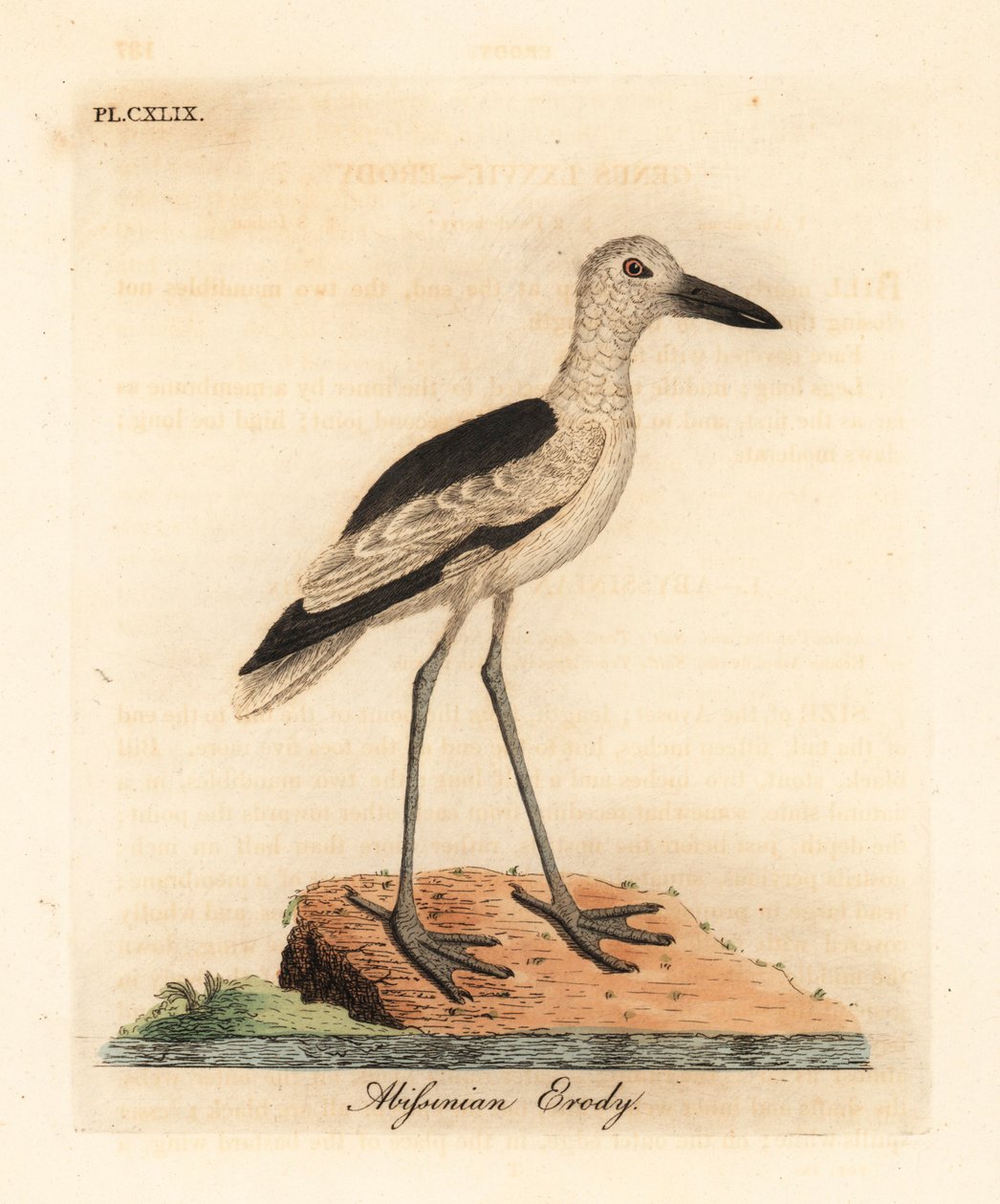 Krabbehår, Dromas ardeola (Abyssinian erody, Ardea pondiceriana). Håndfarget kobberplate tegnet og gravert av John Latham fra hans egen A General History of Birds, Winchester av John Latham