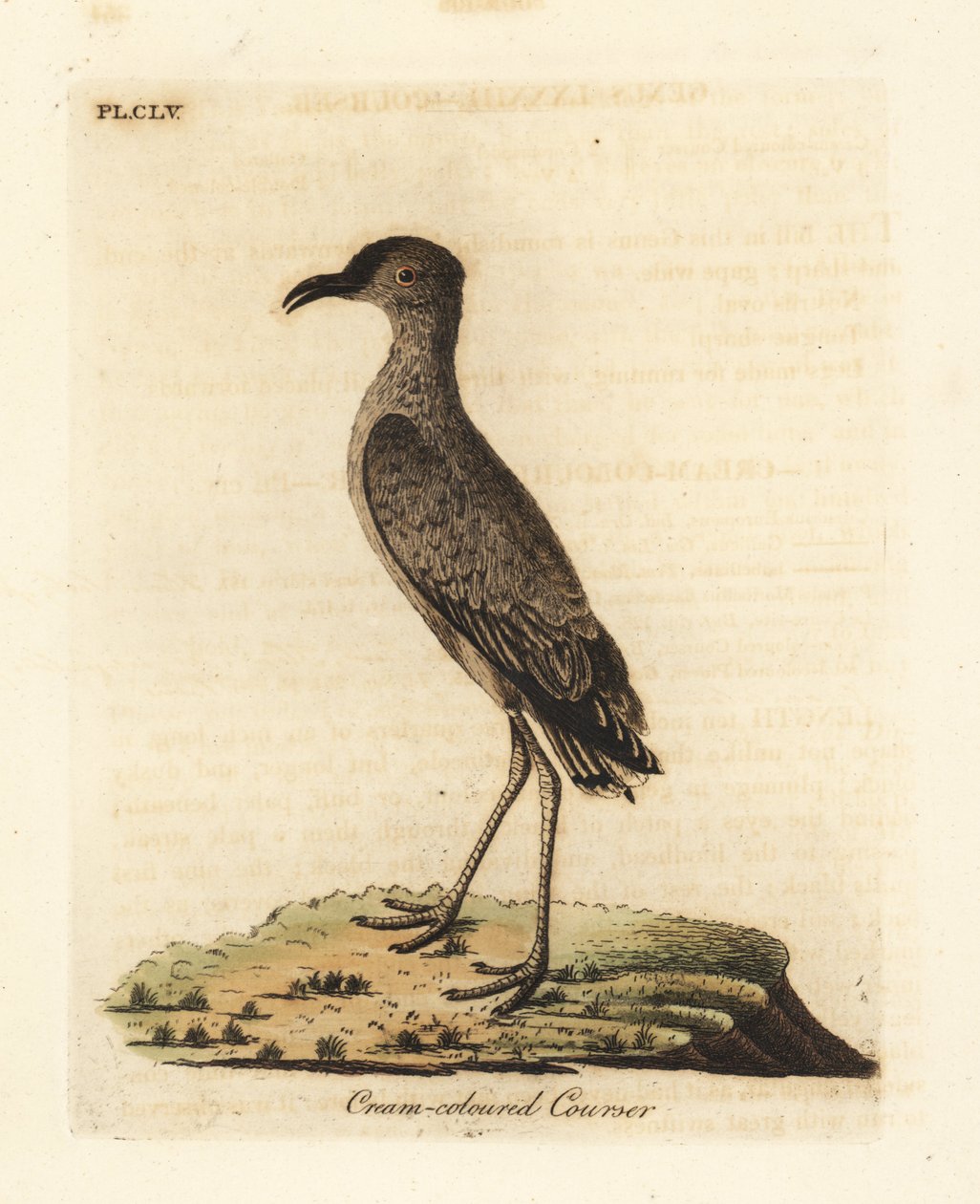 Kremfarget kurser, Cursorius-markør (Cursorius europaeus). Håndfarget kobberplate tegnet og gravert av John Latham fra hans egen A General History of Birds, Winchester av John Latham